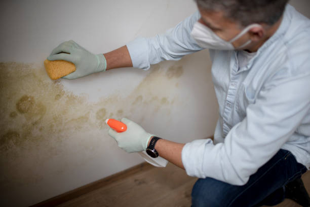 Best Kitchen Mold Remediation in Goldendale, WA