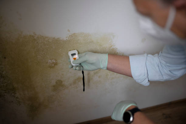 Best Post-Flood Mold Remediation in Goldendale, WA