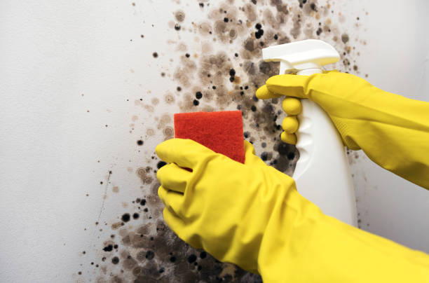 Best Health and Safety Mold Remediation in Goldendale, WA