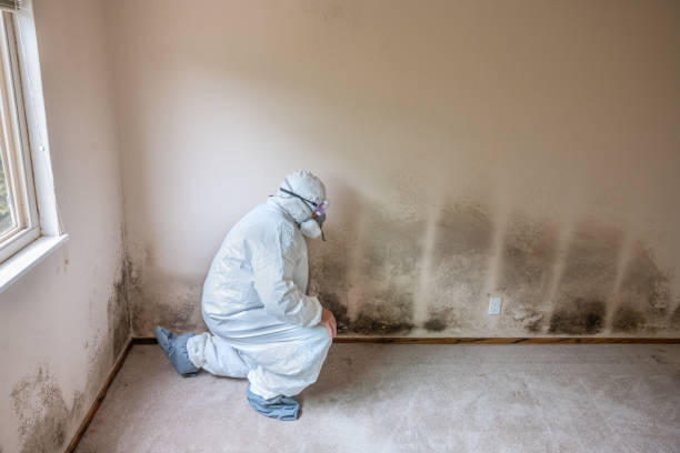 Best Residential Mold Remediation in Goldendale, WA